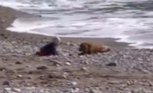 VIDEO: Aizkustinošs mīlestības video! Suns izglābj mazuli no drošas noslīkšanas jūrā