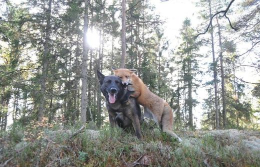 FOTO: Pasauli saviļņo neparastā draudzība starp lapsu un suni