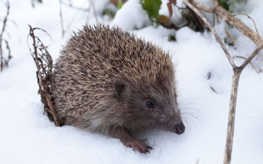 FOTO: Kā ziemu aizvada mūsu četrkājainie draugi?