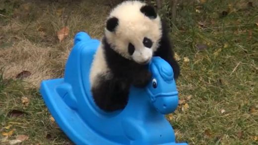 Ļoti piemīlīgs un omulīgs pandas mazulis šūpojas uz šūpuļzirga VIDEO 