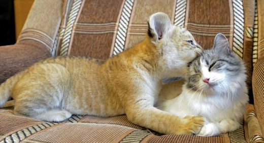 FOTO: Aizkustinoši - kaķis un lauvēns kļūst par labākajiem draugiem