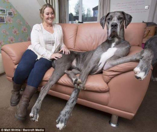 Anglijas garākā suņa barošanai nepieciešami 100 eiro nedēļā