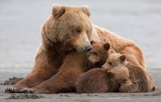 FOTO: Iespējams, pati mīlīgākā grizli lāču ģimene, kas dabā redzēta