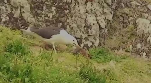 Šausmas! Milzīga kaija cenšas norīt veselu trusi - VIDEO