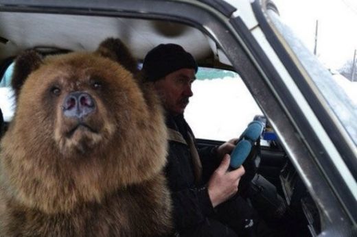 Rēcīgi FOTO: Lāči Krievijā ir vienkārši lieli suņi