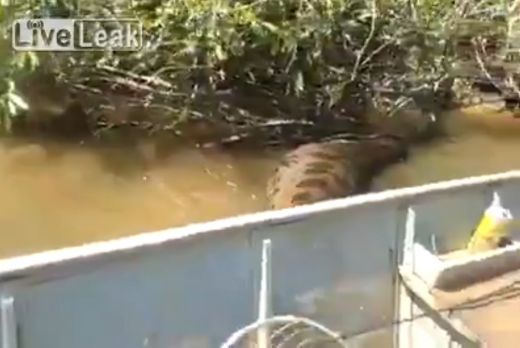 Vājprāta VIDEO: Pārdrošs vīrs Amazones džungļos kaitina milzu anakondu