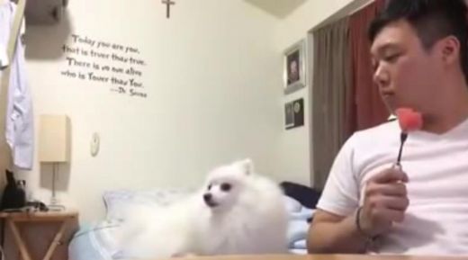Smieklīgs VIDEO: Izmanīgs suns slēpti hipnotizē savu saimnieku