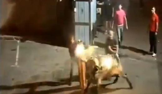 Karma! Cilvēki aizdedzina buļļa ragus, bet dzīvnieks pēc tam dedzina vainīgo dibenus - VIDEO