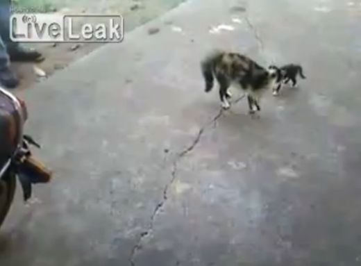 Drošsirdīga kaķene aizstāv savu mazuli pret zinātkāru suni - VIDEO