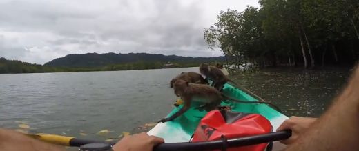 Šausmas! Mērkaķi piekopj pirātismu un aplaupa cilvēkus laivās - VIDEO