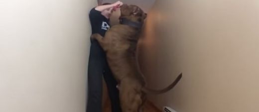 VIDEO: Iespaidīgi! Šis pitbulterjers sver 90 kilogramus