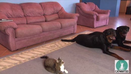 VIDEO: Forši! Ko māk kaķis, kuru izaudzināja rotveileri?