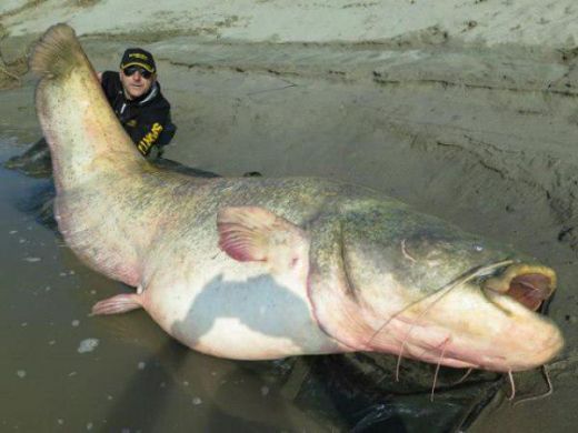 FOTO: Neticami! Itāļu zvejnieks noķer 127 kilogramu smagu samu