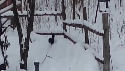 VIDEO: Smieklīgi! Piedzērusies vāvere plosās pa sniegu